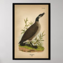Suche nach wilde gans poster Gänse