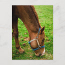 Suche nach kastanien postkarten Pferde