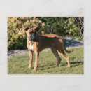 Suche nach bob der hund postkarten Rot und weiß