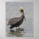 Suche nach wasservogel poster Florida