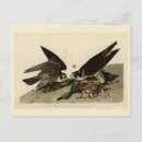 Suche nach wanderfalke postkarten Falco peregrinus