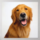 Suche nach golden retriever poster Portrait