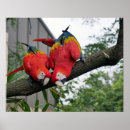 Suche nach macaws poster Rot