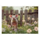 Suche nach schwein niedlich poster Nutztier