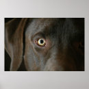 Suche nach schokolade labrador poster Braun
