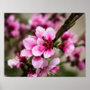 Suche nach cherry poster Natur