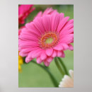 Suche nach rosa gänseblümchen poster Schön
