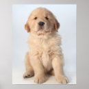 Suche nach wochen poster Hund