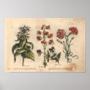 Suche nach gartennelken kunst Botanisch