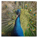 Suche nach peacock fliesen Vogel