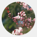 Suche nach kirschbäume aufkleber Rosa