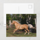 Suche nach lusitano postkarten Laufen