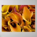 Suche nach exotische blumen poster Orange