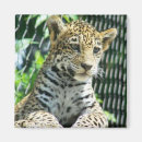 Suche nach jaguar magnete Zoo