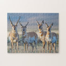 Suche nach antilopen puzzle Pronghorn