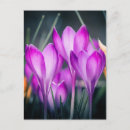 Suche nach carte postale postkarten Blume