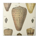 Suche nach vintage muschel fliesen Meer