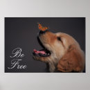 Suche nach goldene retriever poster Haustier