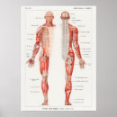 Suche nach medizinisches diagramm poster Antik