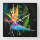 Suche nach tropischer vogel wanduhren Hawaii