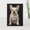 Suche nach french bulldog karten Tiere