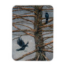 Suche nach krähen magnete Winter