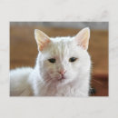 Suche nach seidig postkarten Katze