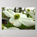 Suche nach weißer hartriegel Blüte