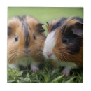 Suche nach schwein fliesen Baby
