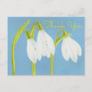 Suche nach snowdrops Schneefall