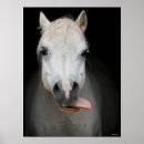 Suche nach graues pony poster Bob sprache