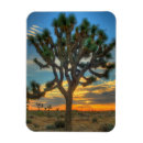Suche nach joshua baum magnete California