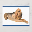 Suche nach bloodhounds karten Welpen