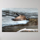 Suche nach gänse poster Für sie/ihn
