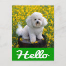 Suche nach bichon frise postkarten Geburtstag
