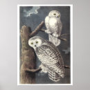 Suche nach owl poster Aquarell