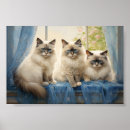 Suche nach ragdoll katzen poster Kätzchen