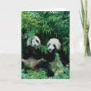 Suche nach pandas karten Bär