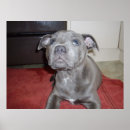 Suche nach staffordshire terrier poster Stier