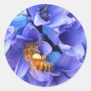 Suche nach hyazinthen aufkleber Hyakinth