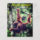 Suche nach lustiger affe karten Jede person