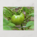 Suche nach reife tomate postkarten Tomaten