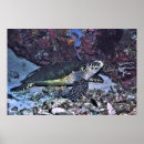 Suche nach schildkröten poster Korallen
