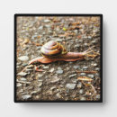 Suche nach schnecke fotoplatten Natur