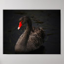 Suche nach schwarzer schwan poster Wasser