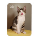 Suche nach hungrige katze magnete Kätzchen