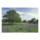 Suche nach texas landschaft poster Farbenfroh