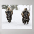 Suche nach galopp poster Wild