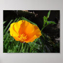 Suche nach strauch poster Blume