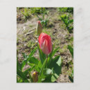 Suche nach rote tulpe postkarten Naturfotografie